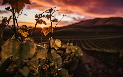 L’eredità del vino dagli antichi Umbri ai Romani