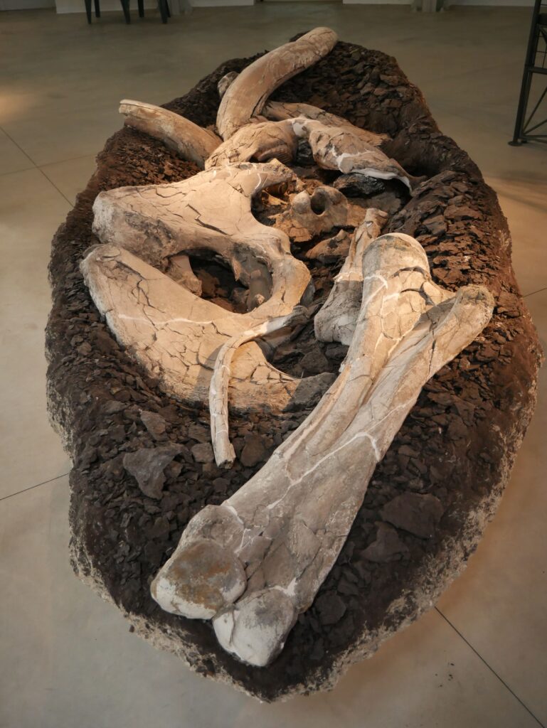 Pitrafitta-museo-paleontologico2 Museo Paleontologico Luigi Boldrini di Pietrafitta